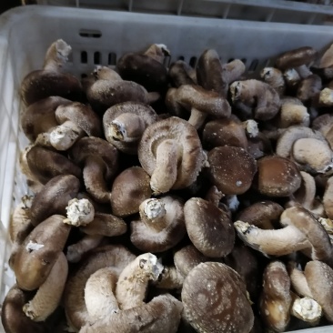 鲜香菇大降价有要的你就来