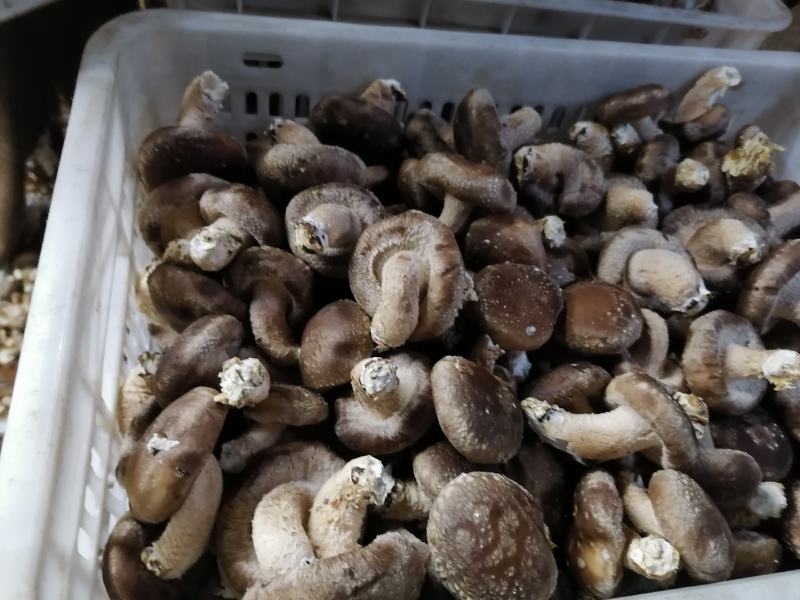 鲜香菇大降价有要的你就来