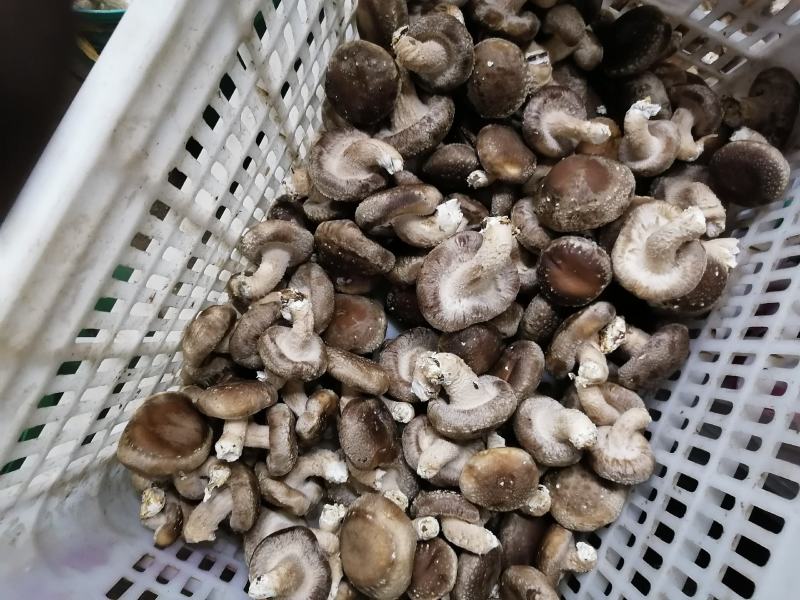 鲜香菇大降价有要的你就来