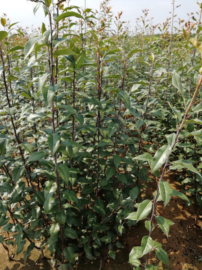 全红梨苗一年苗二年苗三年苗保品种量大从优