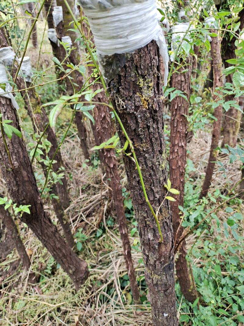 云南野生精品山木香桩