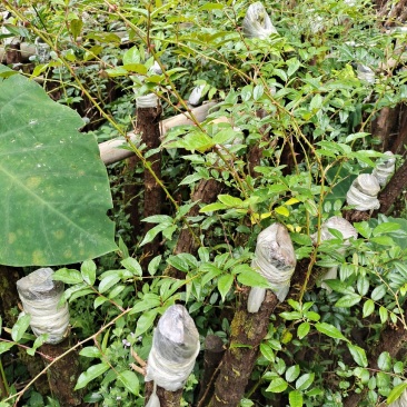 云南野生精品山木香桩