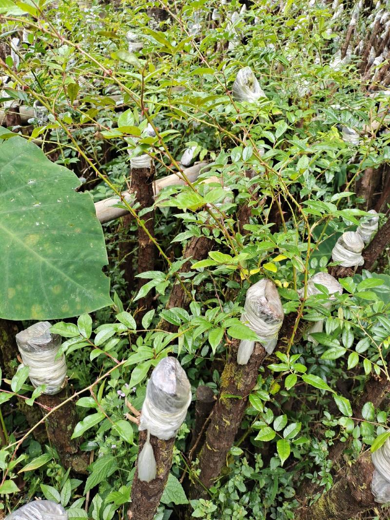 云南野生精品山木香桩