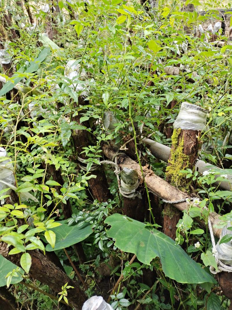 云南野生精品山木香桩