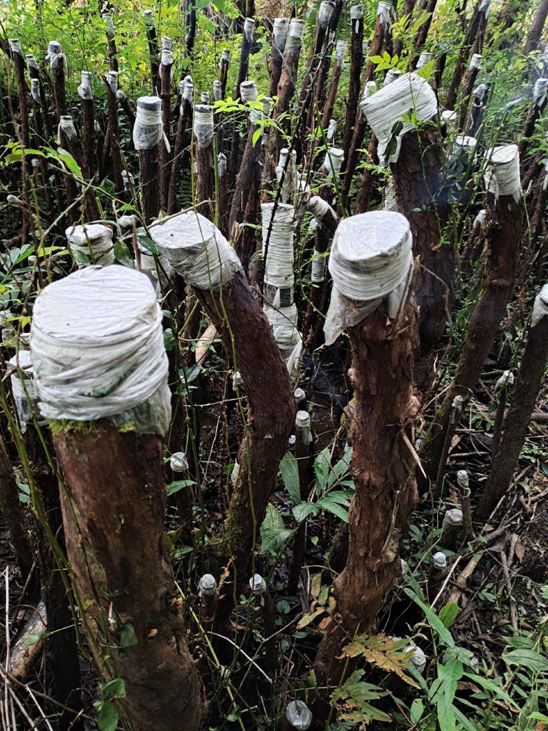 云南野生精品山木香桩