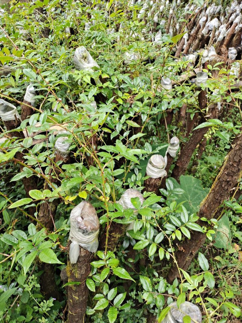 云南野生精品山木香桩