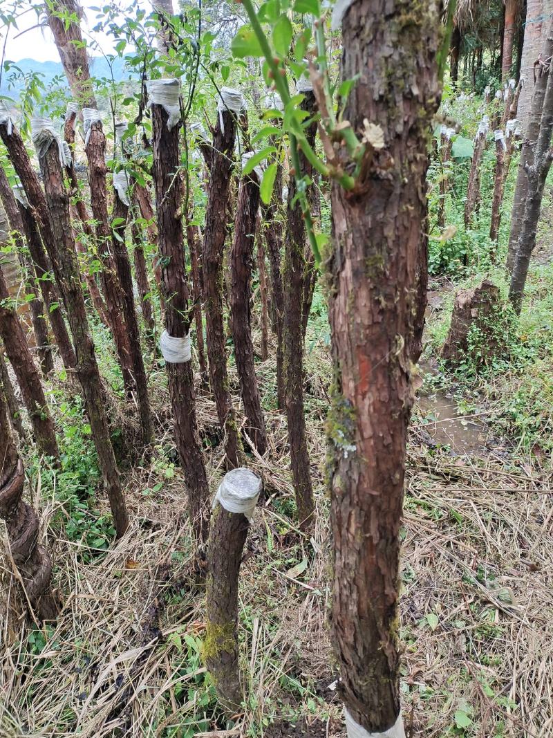 云南野生精品山木香桩