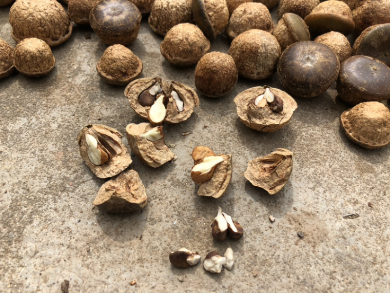 风流果，马古叠，益肾子23年干货一件5斤包邮，送泡酒配方