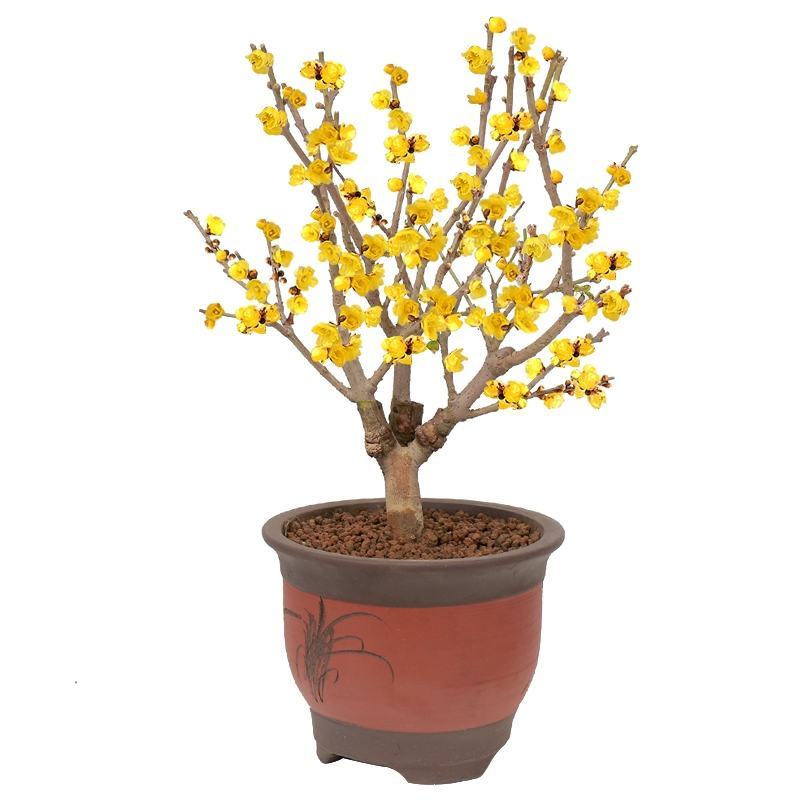 浓香型腊梅花树苗室内盆栽红梅花苗盆景素心冬季花卉植物庭院