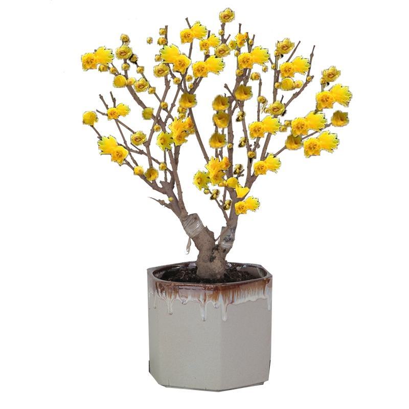 浓香型腊梅花树苗室内盆栽红梅花苗盆景素心冬季花卉植物庭院