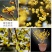 浓香型腊梅花树苗室内盆栽红梅花苗盆景素心冬季花卉植物庭院