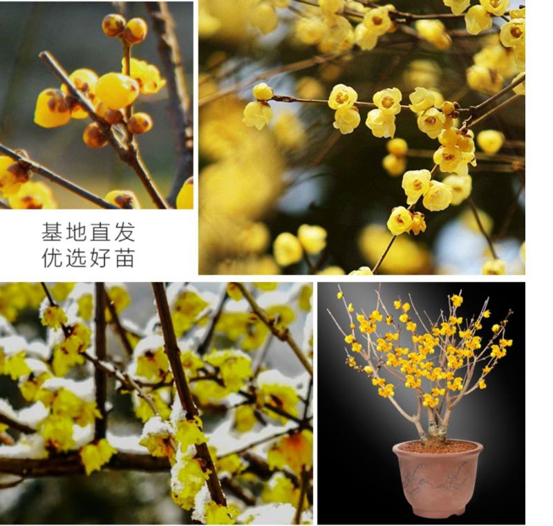 浓香型腊梅花树苗室内盆栽红梅花苗盆景素心冬季花卉植物庭院