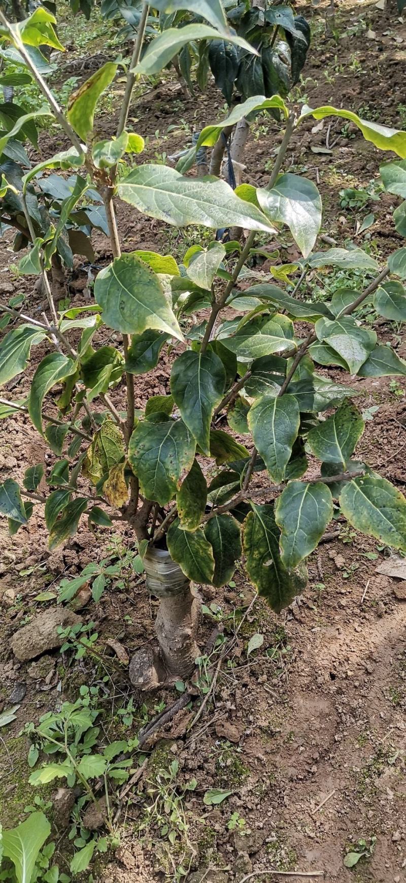 浓香型腊梅花树苗室内盆栽红梅花苗盆景素心冬季花卉植物庭院