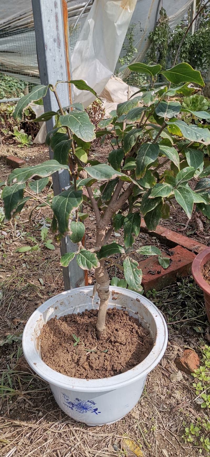 浓香型腊梅花树苗室内盆栽红梅花苗盆景素心冬季花卉植物庭院