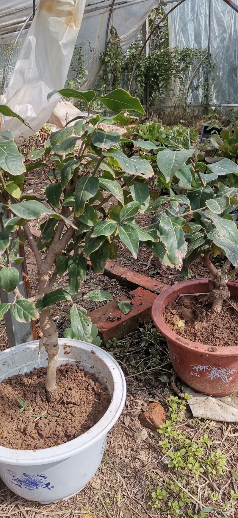 浓香型腊梅花树苗室内盆栽红梅花苗盆景素心冬季花卉植物庭院