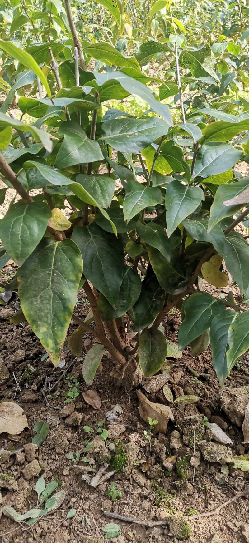 浓香型腊梅花树苗室内盆栽红梅花苗盆景素心冬季花卉植物庭院