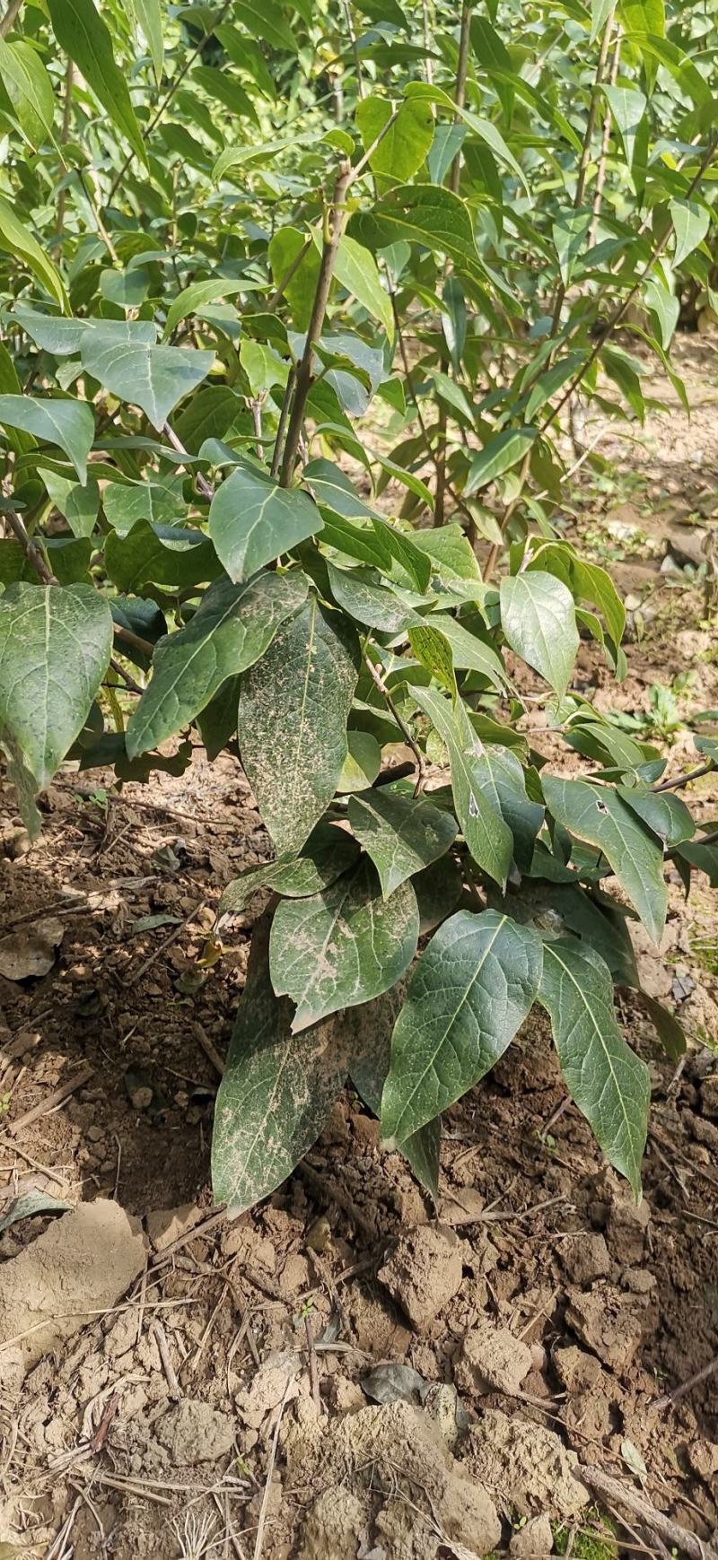 浓香型腊梅花树苗室内盆栽红梅花苗盆景素心冬季花卉植物庭院