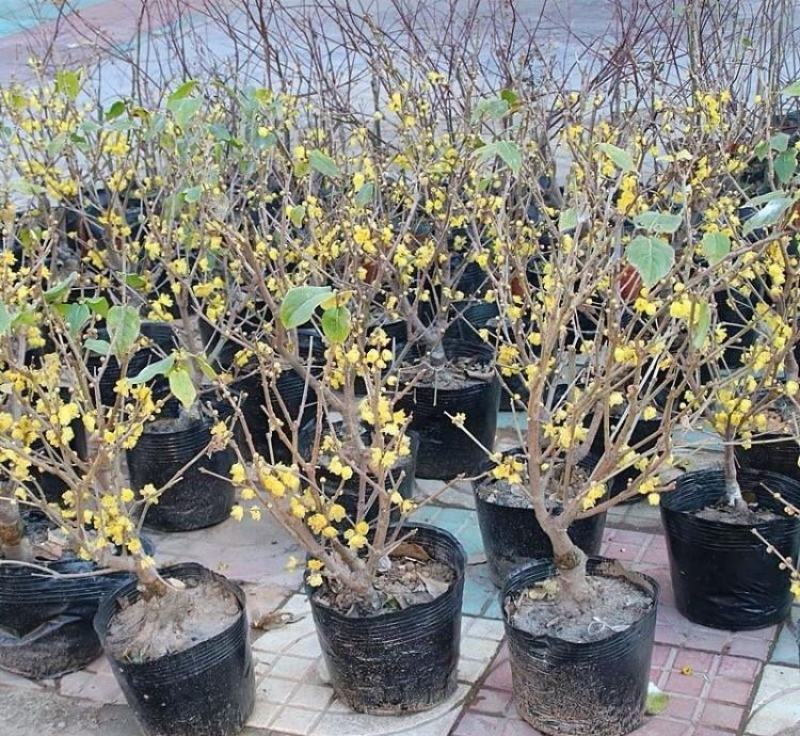 浓香型腊梅花树苗室内盆栽红梅花苗盆景素心冬季花卉植物庭院