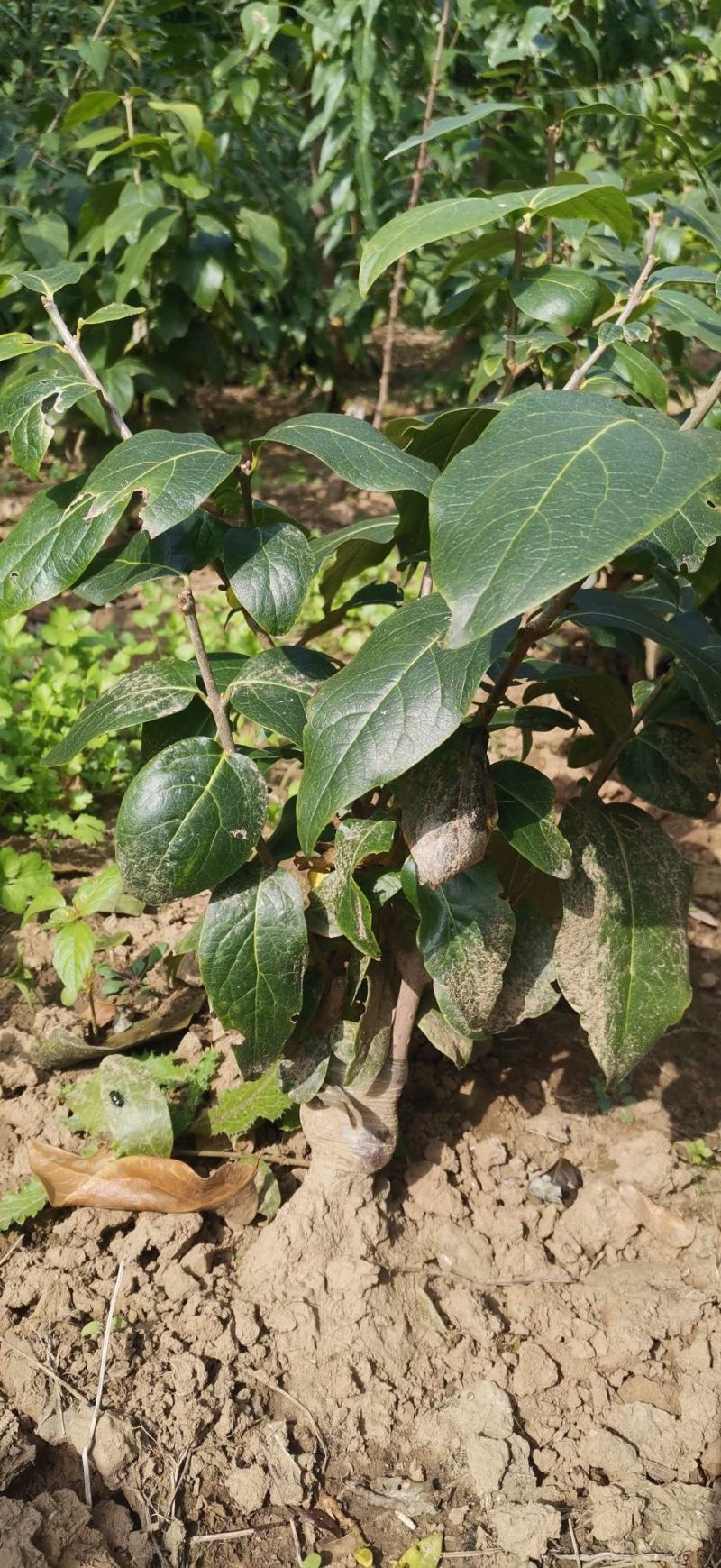 浓香型腊梅花树苗室内盆栽红梅花苗盆景素心冬季花卉植物庭院