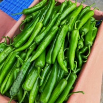 新鲜美观，美貌如花，刚上市的