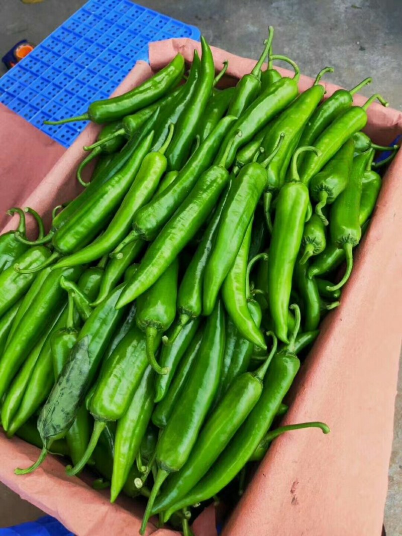 新鲜美观，美貌如花，刚上市的