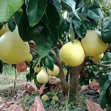 琯溪柚红心柚三红蜜柚脆香甜柚嫁接苗品种纯正基地保湿发货