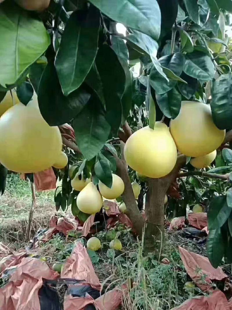 琯溪柚红心柚三红蜜柚脆香甜柚嫁接苗品种纯正基地保湿发货