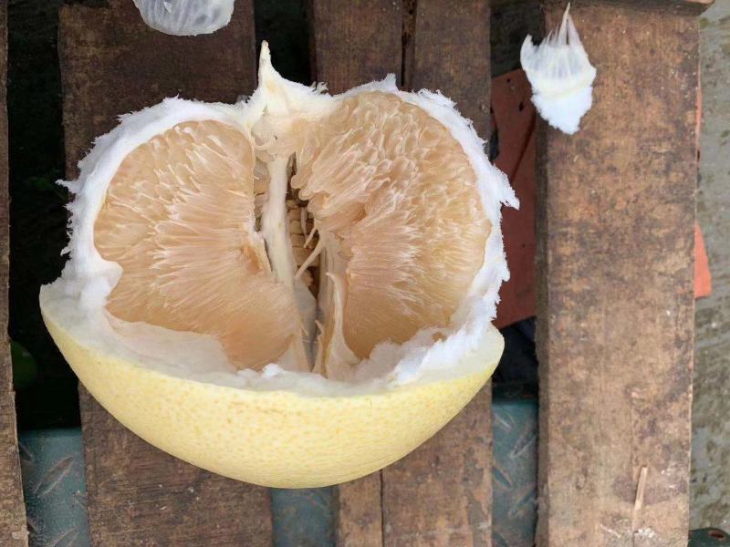 琯溪柚红心柚三红蜜柚脆香甜柚嫁接苗品种纯正基地保湿发货