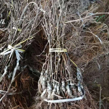 周至猕猴桃成品苗基地