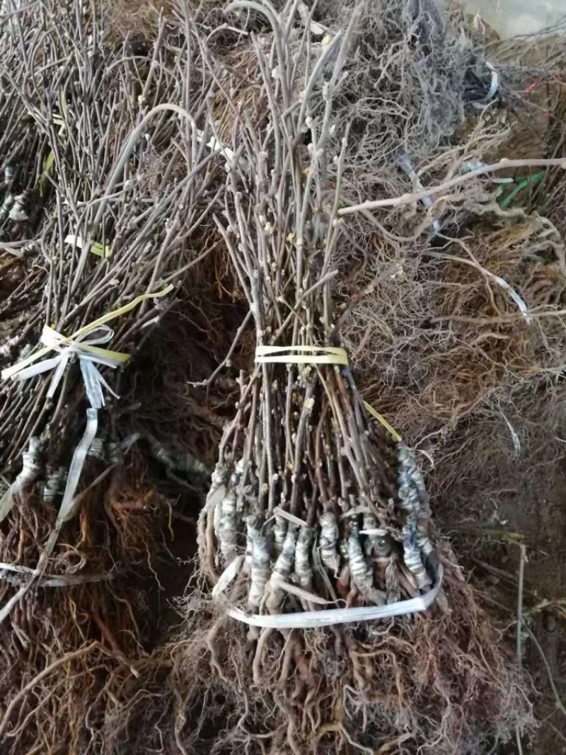 周至猕猴桃成品苗基地