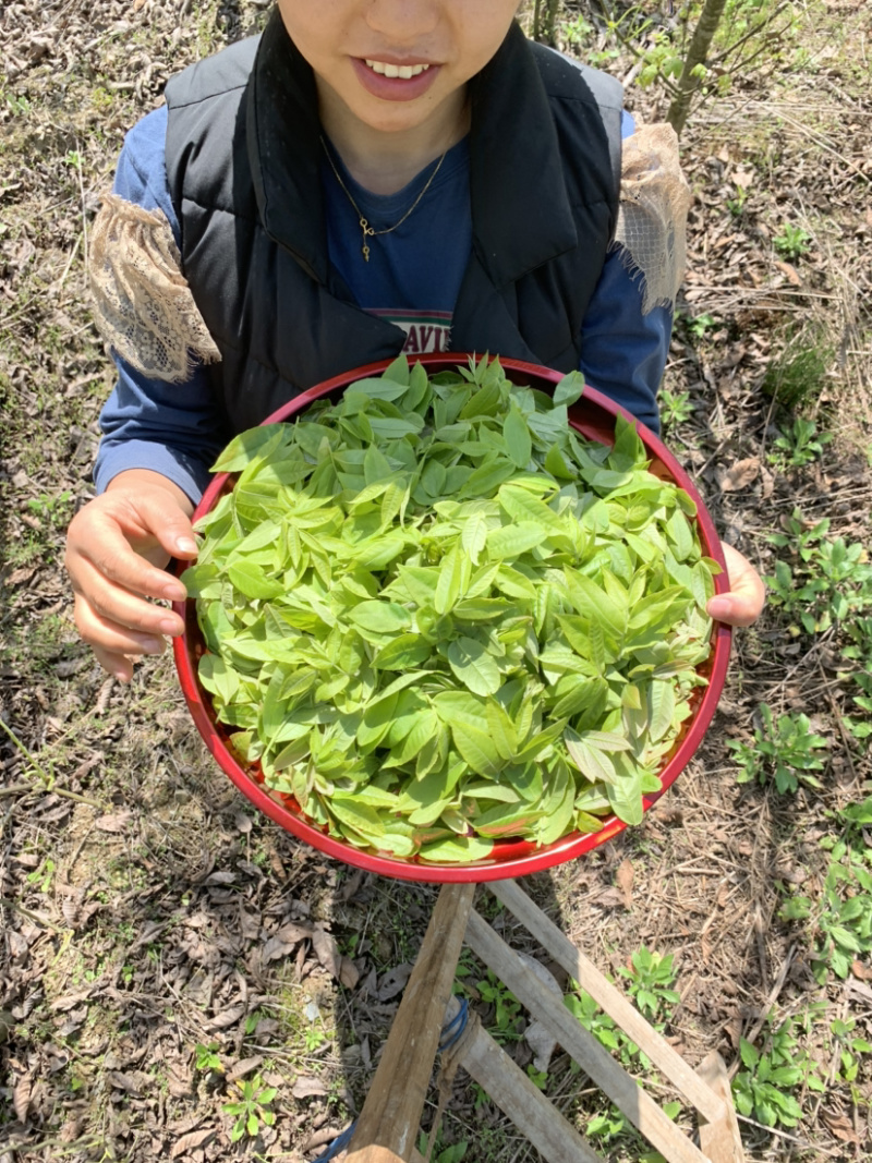 恩施富硒青钱柳茶特级茶新鲜原叶当天成茶只卖好茶