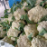 天门白花菜散花铁花基地直发诚信合作欢迎来电