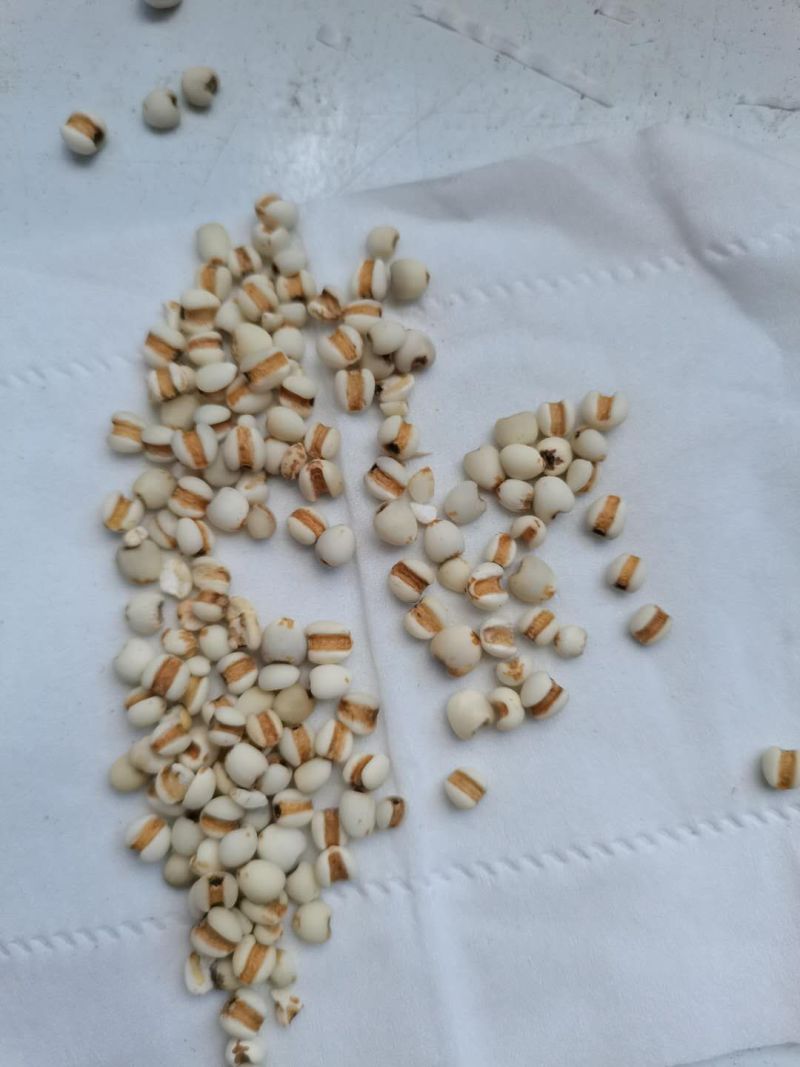 贵州95小薏米，大薏米，大量供应批零兼营，物美价廉