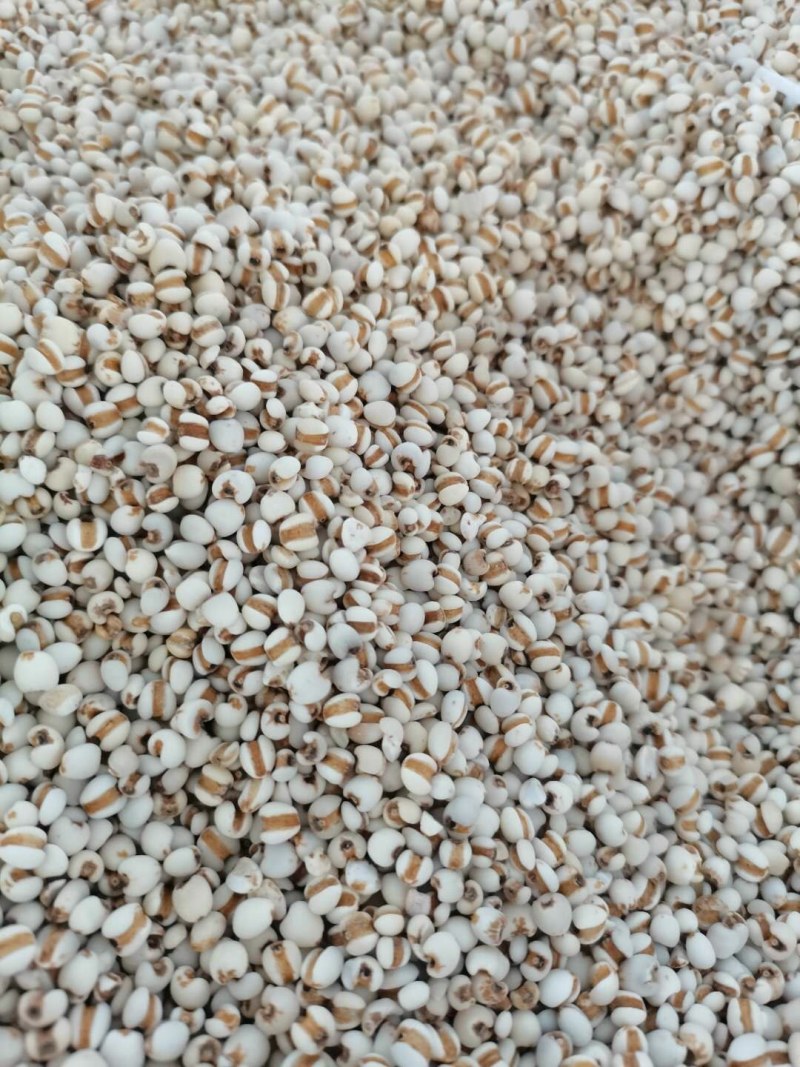 贵州95小薏米，大薏米，大量供应批零兼营，物美价廉
