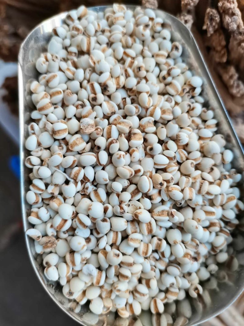 贵州95小薏米，大薏米，大量供应批零兼营，物美价廉