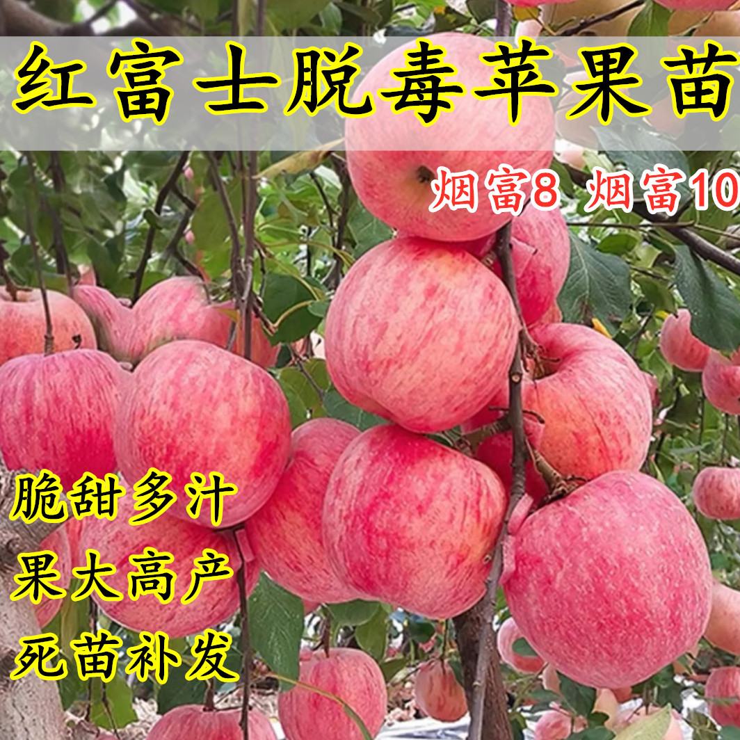 昭通糖心苹果苗,红露,华硕,2001,烟富系列,假一赔十