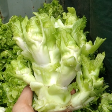 儿菜本地儿菜长期供应