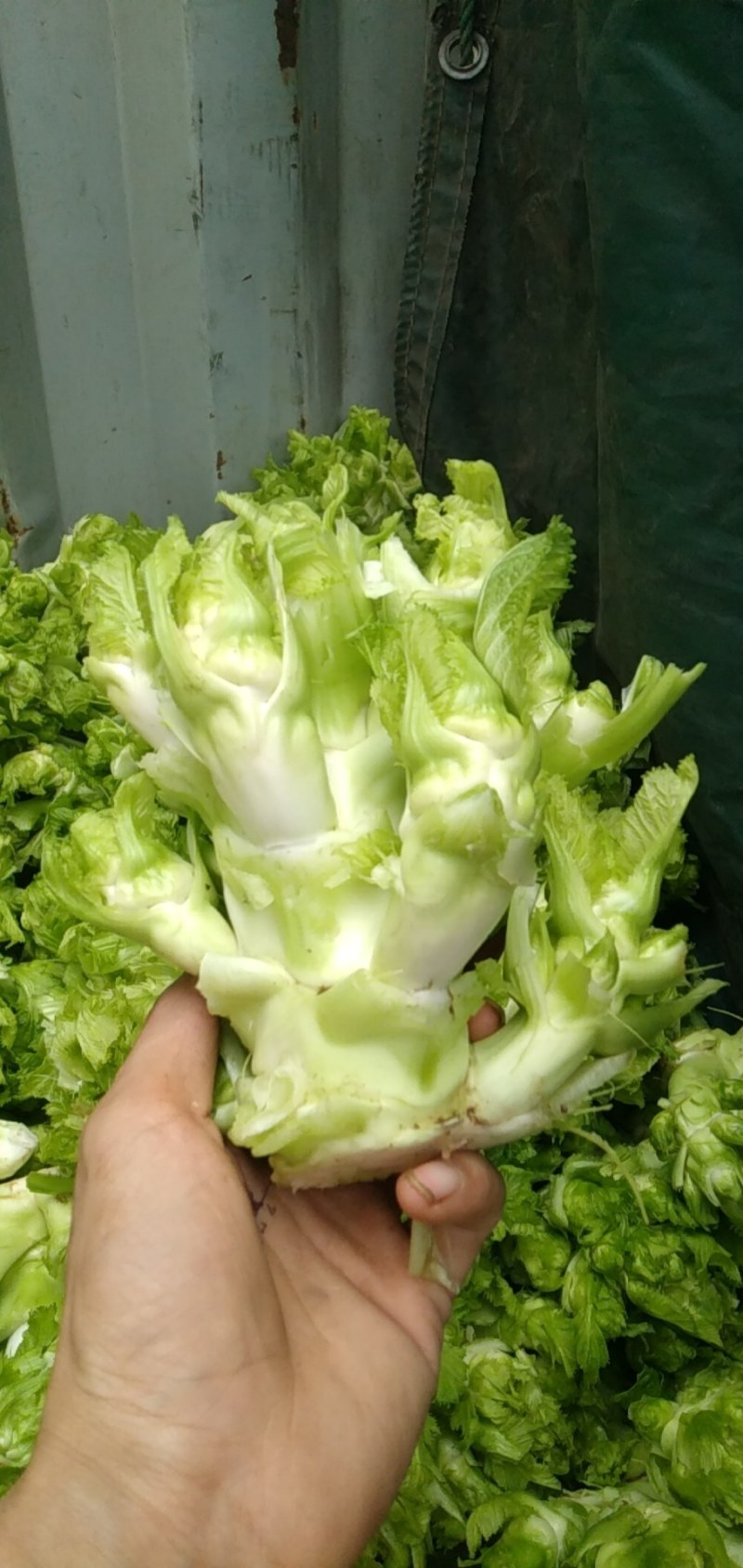儿菜本地儿菜长期供应