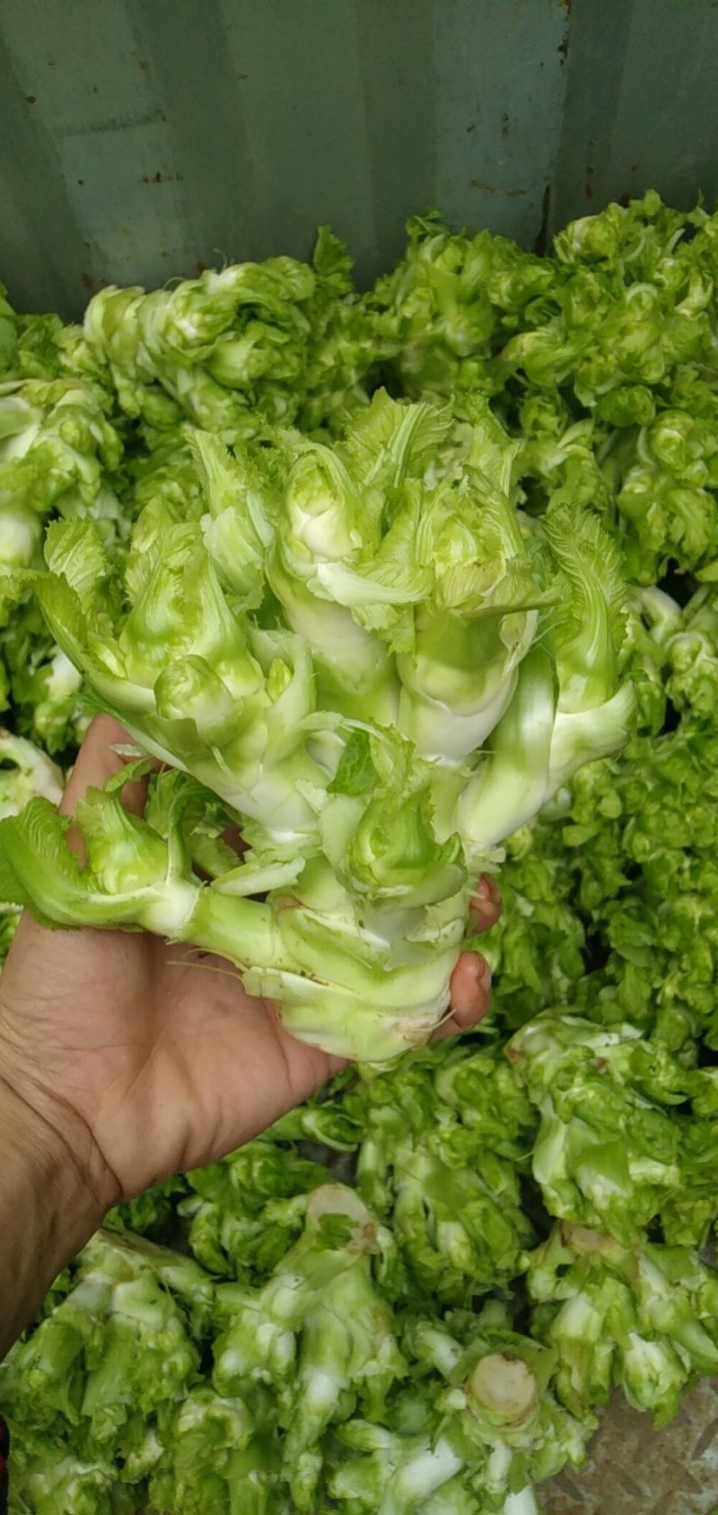儿菜本地儿菜长期供应