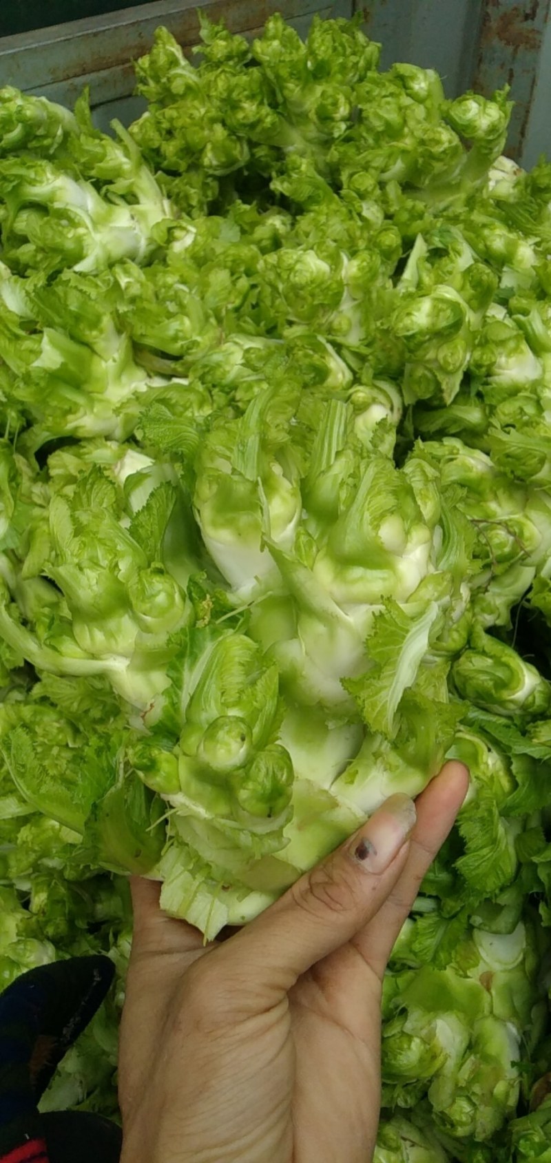 儿菜本地儿菜长期供应