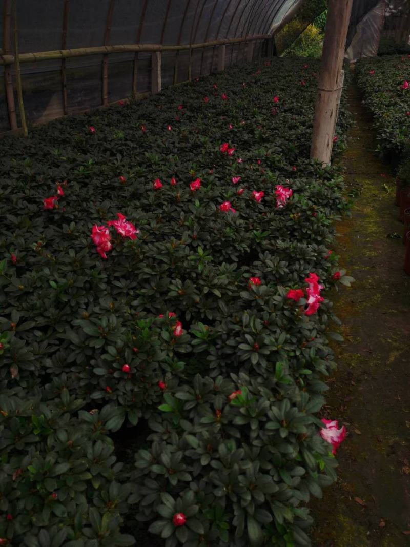 西玛杜鹃花，红色西玛杜鹃，西洋杜鹃花，帽子大，质量好