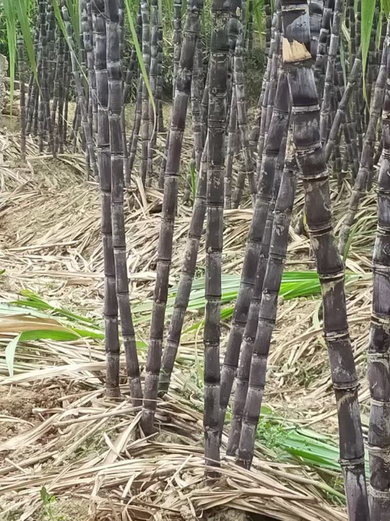 新鲜甘蔗，现在上市了，