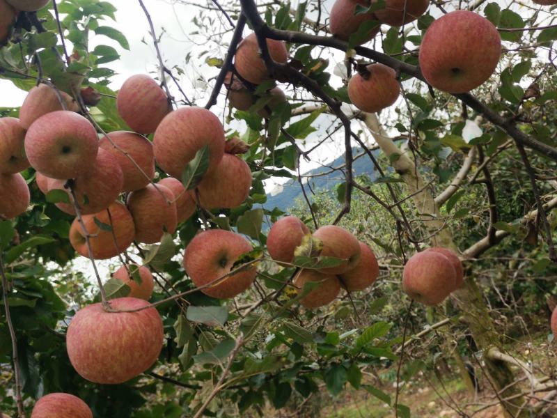 汉源高山糖心红富士苹果光果上市中，货源充足，产地直采。