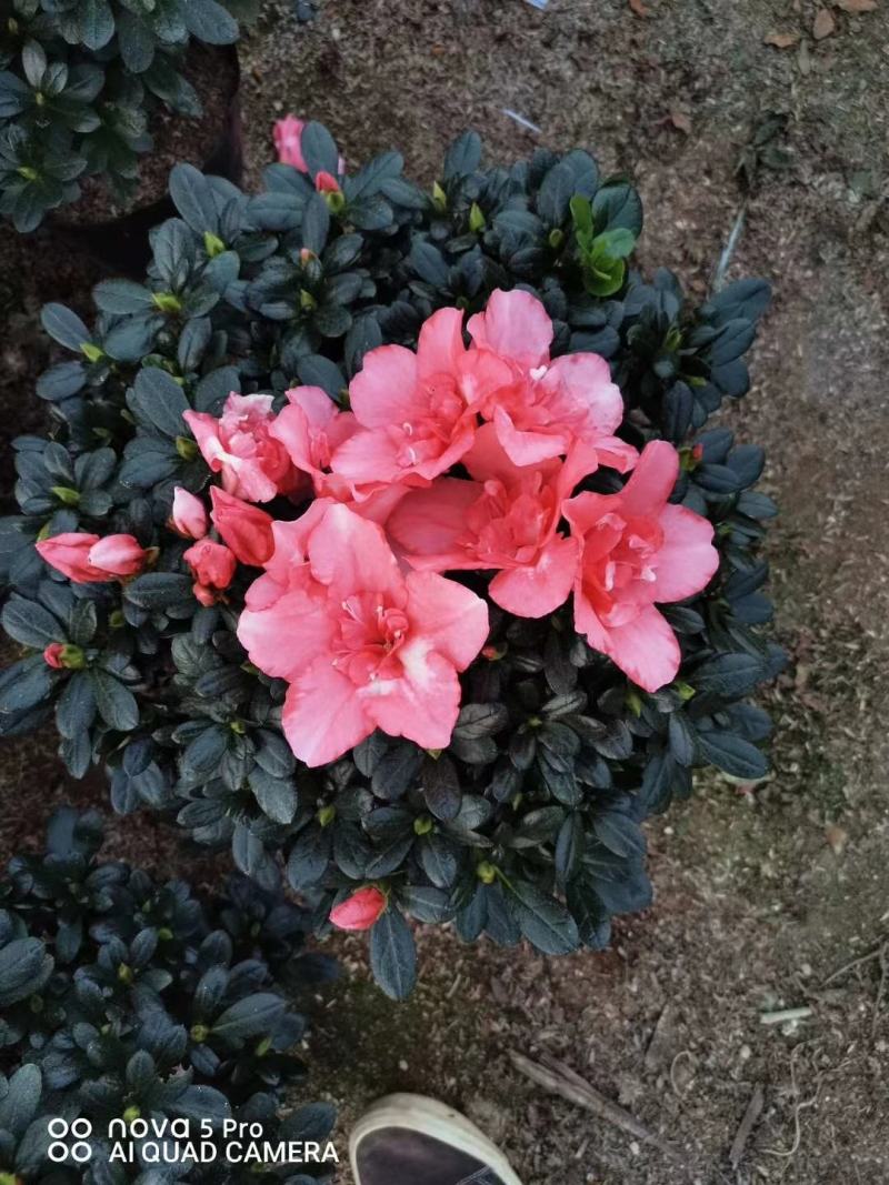 西玛杜鹃花，红色西玛杜鹃，西洋杜鹃花，帽子大，质量好