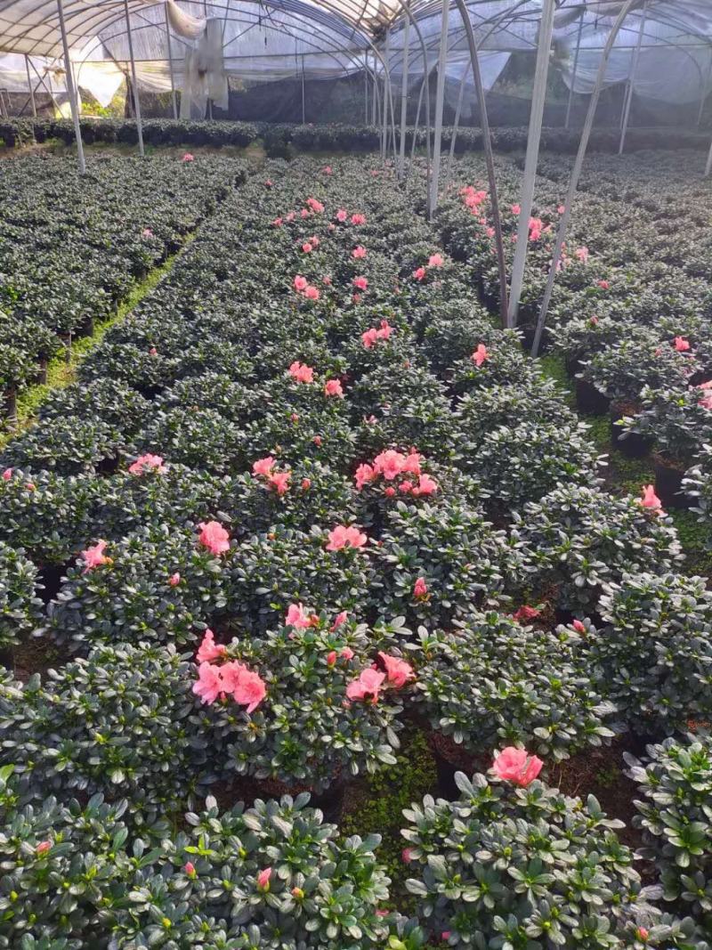 西玛杜鹃花，红色西玛杜鹃，西洋杜鹃花，帽子大，质量好