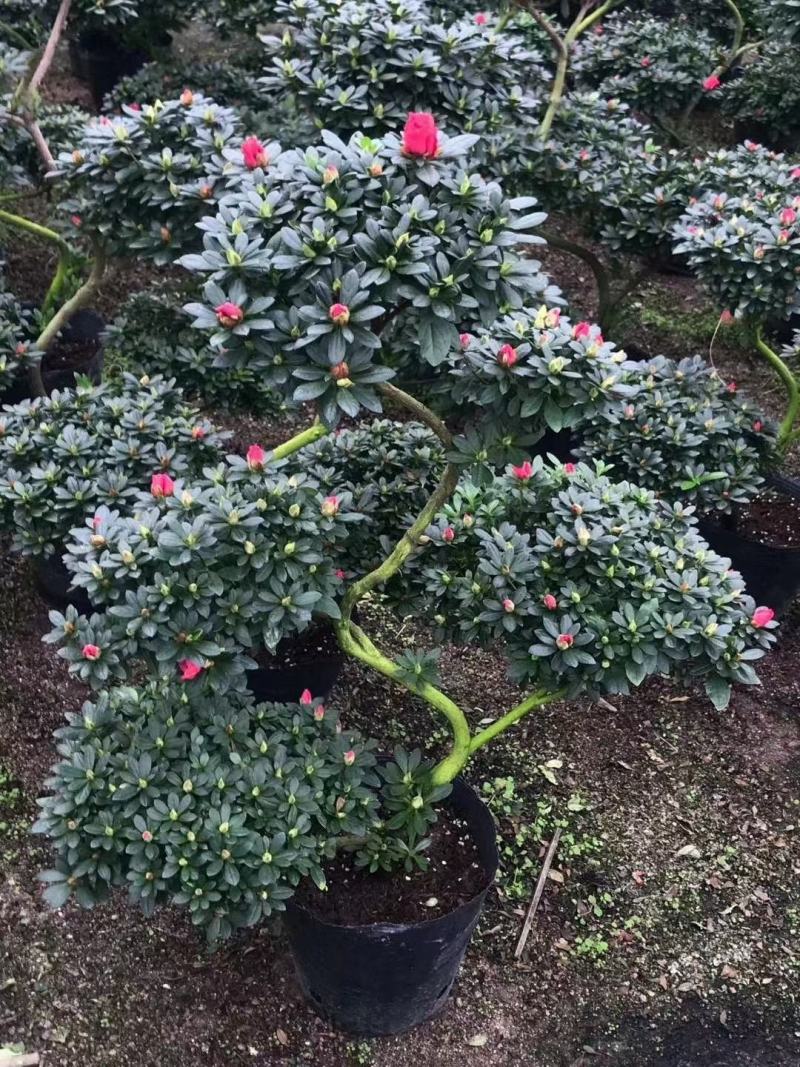 西玛杜鹃花，红色西玛杜鹃，西洋杜鹃花，帽子大，质量好