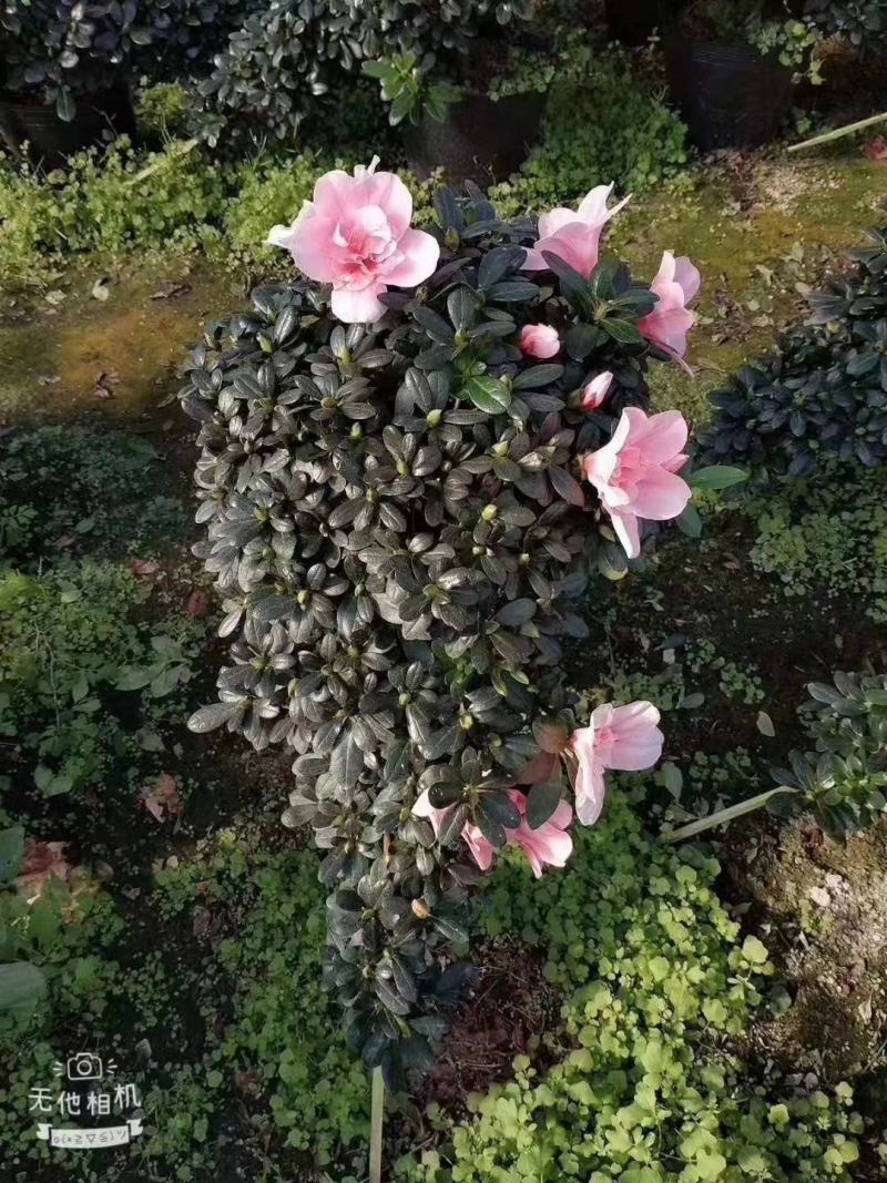 西玛杜鹃花，红色西玛杜鹃，西洋杜鹃花，帽子大，质量好
