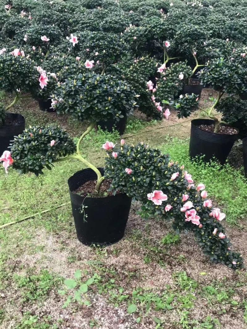 西玛杜鹃花，红色西玛杜鹃，西洋杜鹃花，帽子大，质量好
