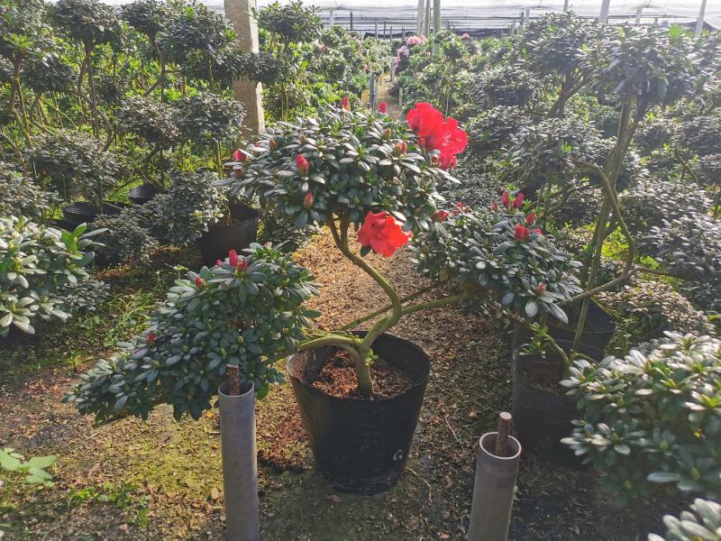 西玛杜鹃花，红色西玛杜鹃，西洋杜鹃花，帽子大，质量好