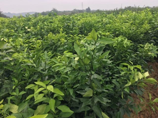 柑橘果园整体管理示意图